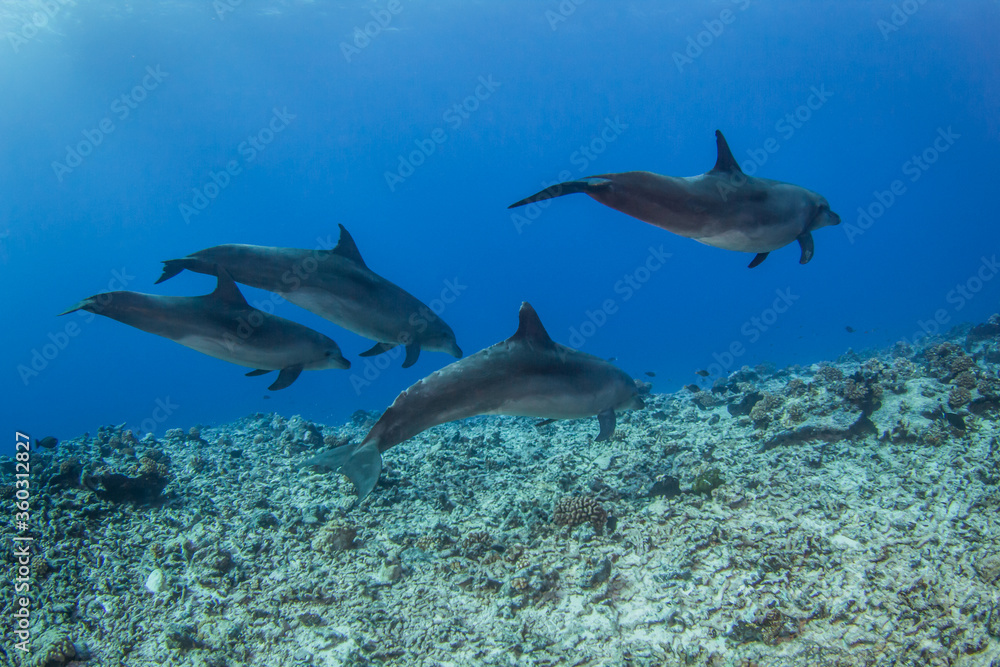 Obraz premium dolphins underwarter