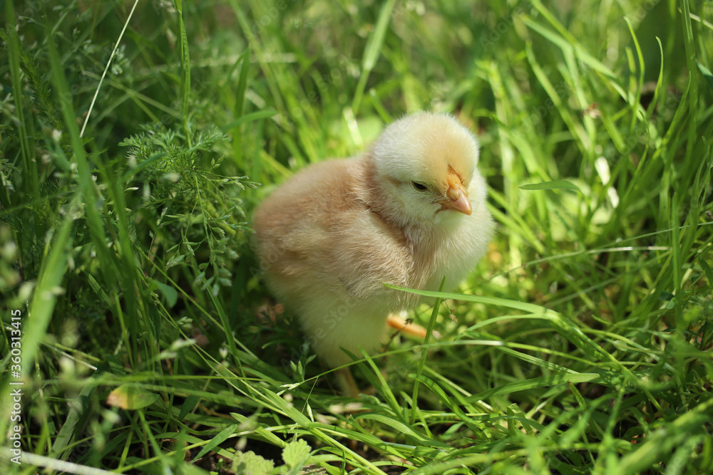 A recently hatched yellow chick grazing in green grass. A recently hatched yellow chick grazing in green grass.