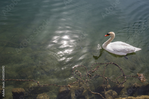 Swan Floating on Water in Lake Luce Switzerland
