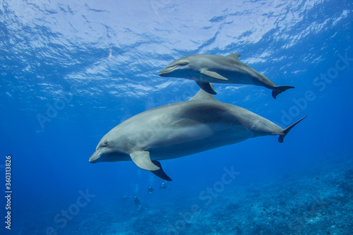 dolphins underwarter