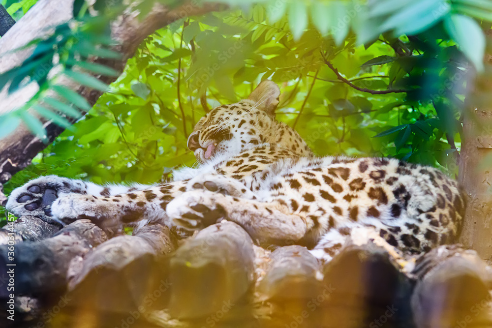 Leopard inside of cage. Leopard living in a zoo Leopard inside of cage. Leopard living in a zoo