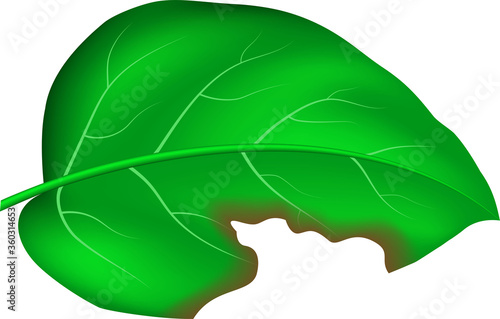 realistic vector green leaf with detailed texture and bitten mark