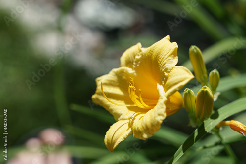 Amazing Flowers in bloom in New England