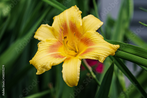 Amazing Flowers in bloom in New England