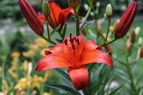 Amazing Flowers in bloom in New England