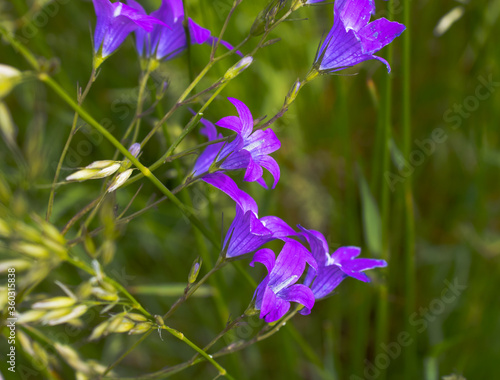 Field bell