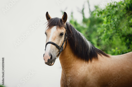 closeup portrait of young draft buckskin gelding horse in bridle on sky and trees background in summer