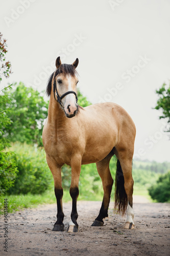young draft buckskin gelding horse in bridle standing on road in summer