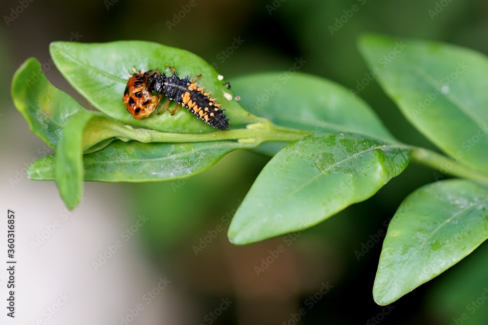 the ladybug larva eats the pupa shell after hatching the ladybug larva eats the pupa shell after hatching