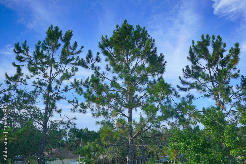 tall pine tree and blue sky