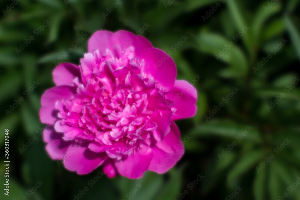 Blurred. Pink peony flower close-up on the background of dark green leaves of the plant. Natural background