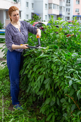 Hedge trimming. Gardener cutting bushes by scissors. lilac Hungarian