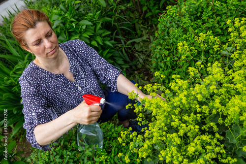 Flowers care and tending garden growth. The gardener spraying plants. Alchemilla mollis