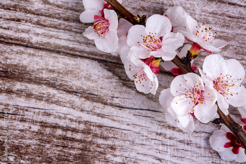 Apricot tree flower on the wooden background