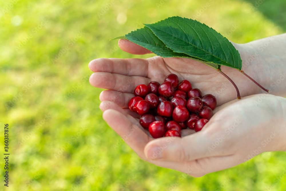 Holding in hand fresh picked cherry with leaf on sunny day in summer outdoors Holding in hand fresh picked cherry with leaf on sunny day in summer outdoors