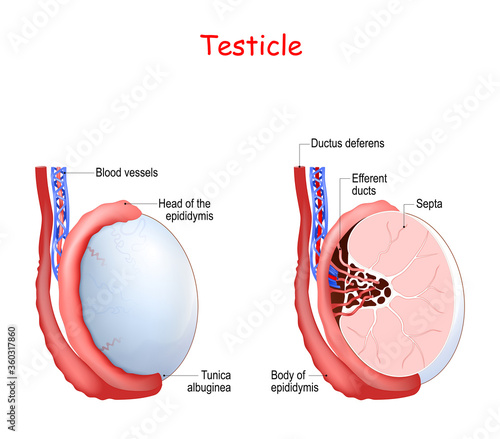 Testicle anatomy