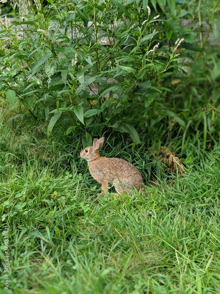Fototapeta premium Wild rabbit in the grass