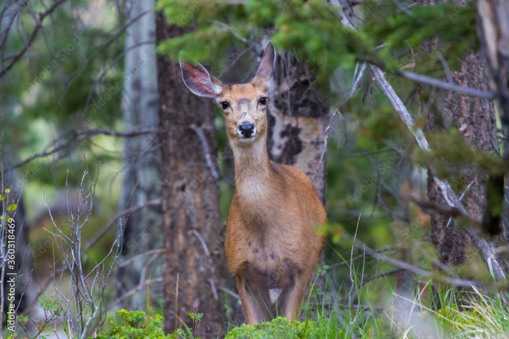 Doe Portrait Doe Portrait