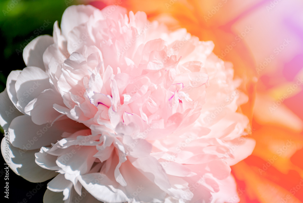 Beautiful large white peony flowers on a bush in the garden close-up macro with soft focus