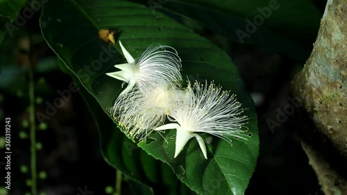 Okinawa,Japan-June 23, 2020: Flowers of Barringtonia racemosa or powder-puff tree in the morning at Miyakojima island in Okinawa, Japan
 photo