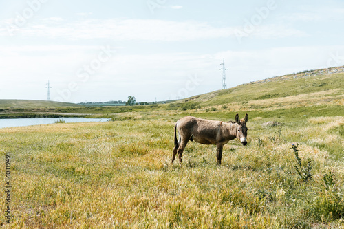 Fototapeta Naklejka Na Ścianę i Meble -  Donkey grazing on a field