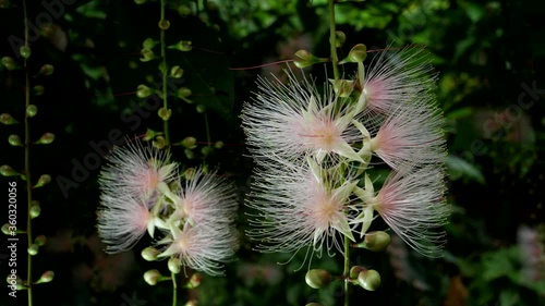 Okinawa,Japan-June 23, 2020: Flowers of Barringtonia racemosa or powder-puff tree in the morning at Miyakojima island in Okinawa, Japan
 photo