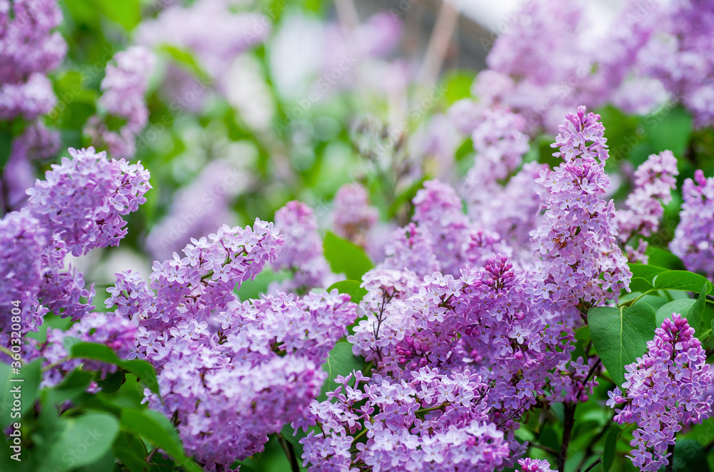 Fototapeta premium Lilac blossoming branches, Selective focus
