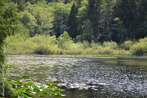 Blinkhorn Lake closeup taken in Sooke  Vancouver Island.