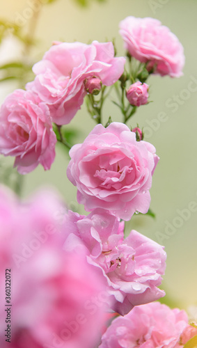 rose bush flowers during blossoming after rain