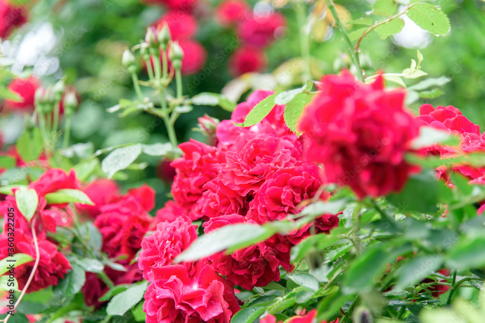 rose bush flowers during blossoming after rain rose bush flowers during blossoming after rain