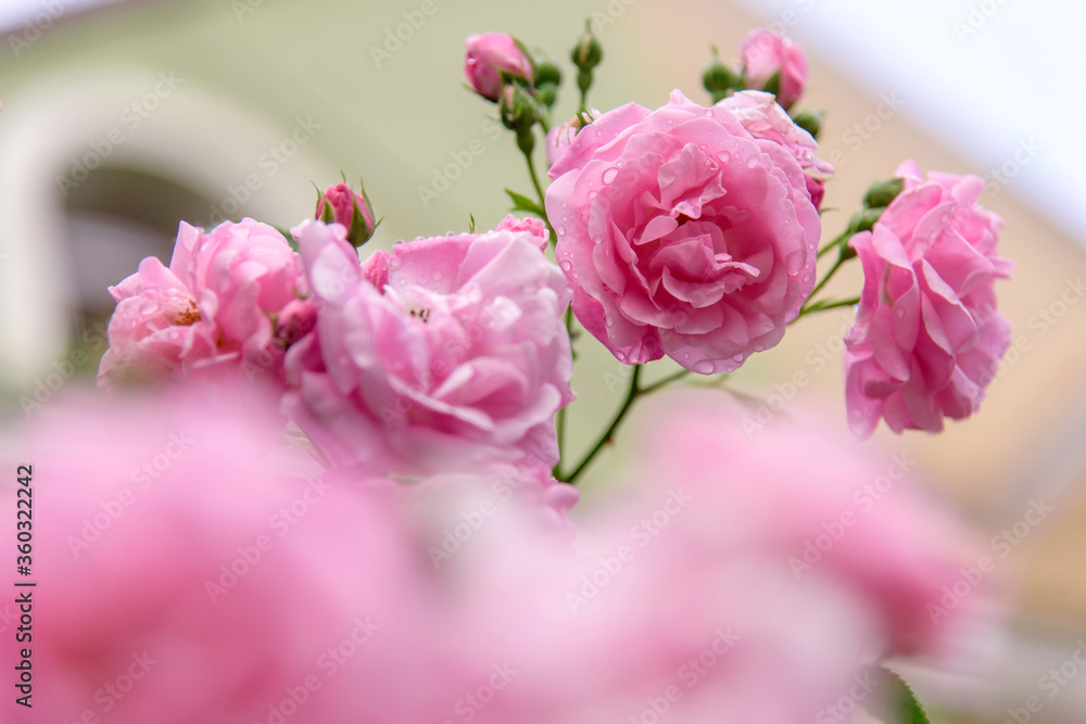 rose bush flowers during blossoming after rain rose bush flowers during blossoming after rain