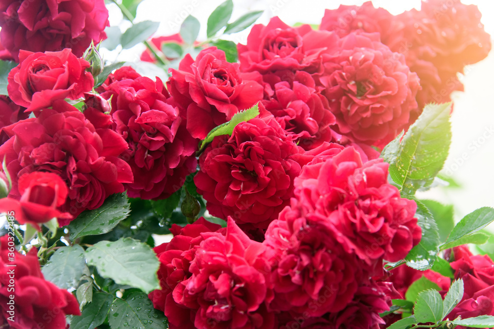 rose bush flowers during blossoming after rain rose bush flowers during blossoming after rain