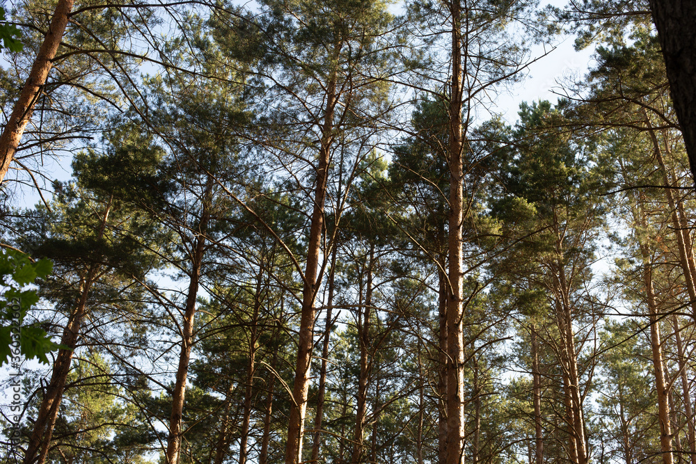 pine trees in the forest stretching into the sky pine trees in the forest stretching into the sky