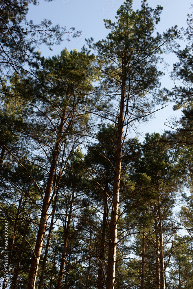 pine trees in the forest stretching into the sky pine trees in the forest stretching into the sky