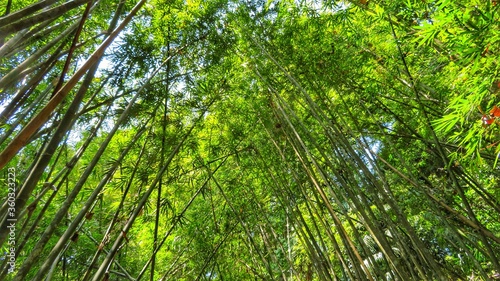 Many tall growing bamboo trees. Reaching high into the sky. Bright green, nature.