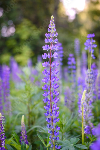 Purple lupine flowers  summer nature