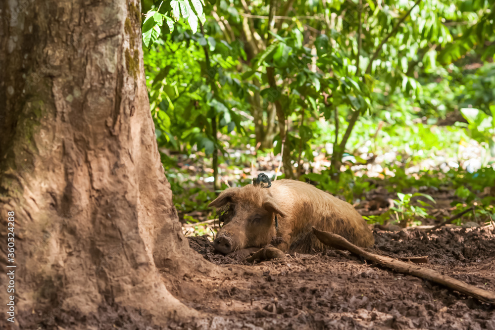 Big pig swine laying in the dirt under the tree Big pig swine laying in the dirt under the tree