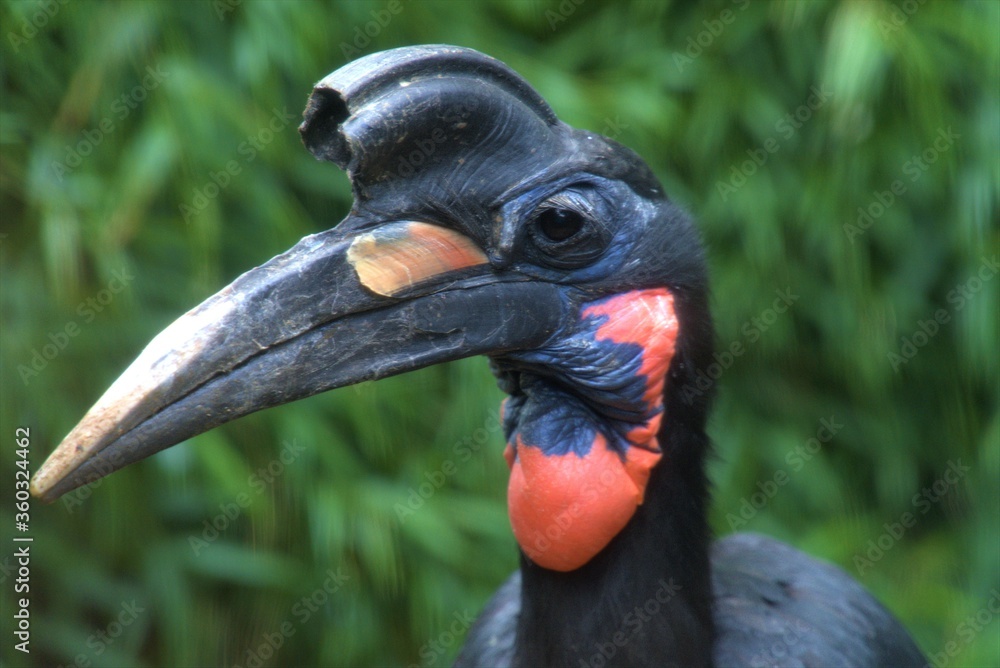 Fototapeta premium big beak