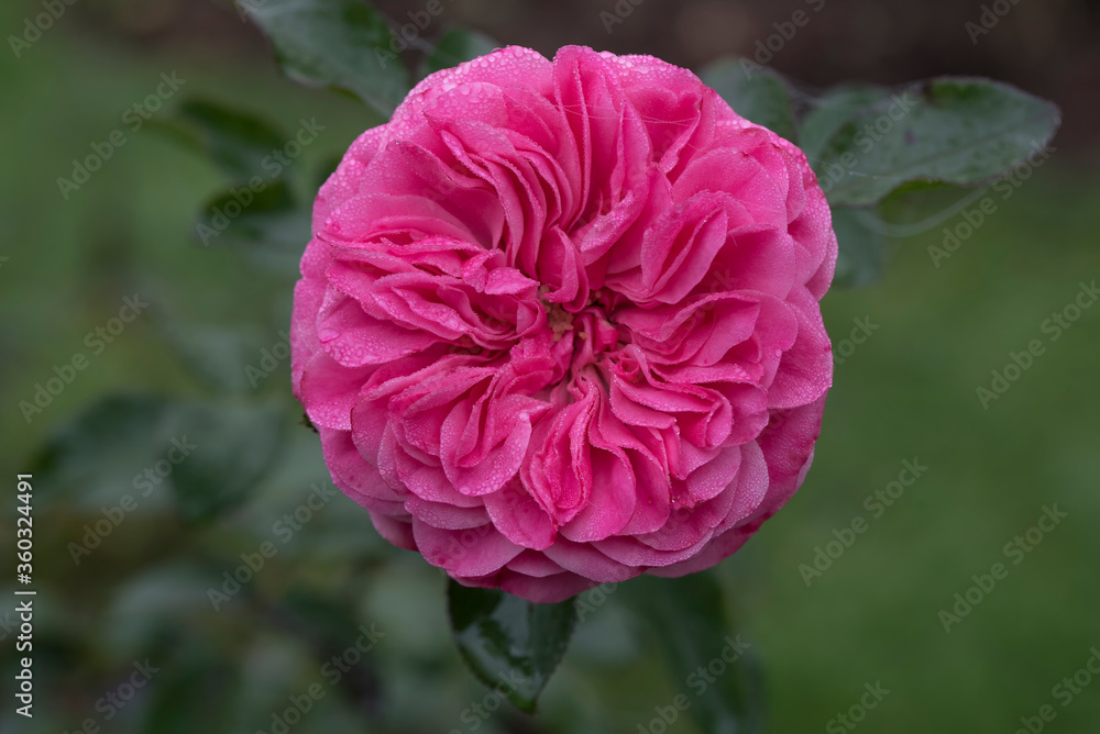 Closeup of Leonardo da Vinci Rose blossom on green blurred background Closeup of Leonardo da Vinci Rose blossom on green blurred background