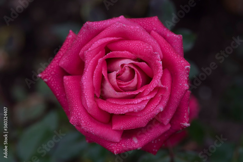 Closeup of red rose with droplets