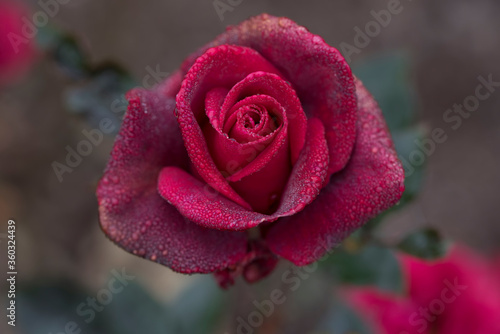 Beautiful red velvet rose bud covered with dew droplets