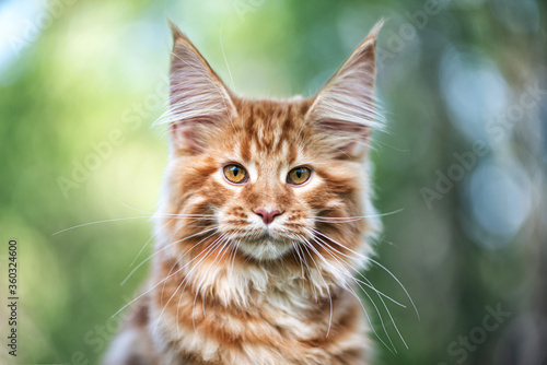 A big maine coon kitten sitting on a tree in a forest in summer.