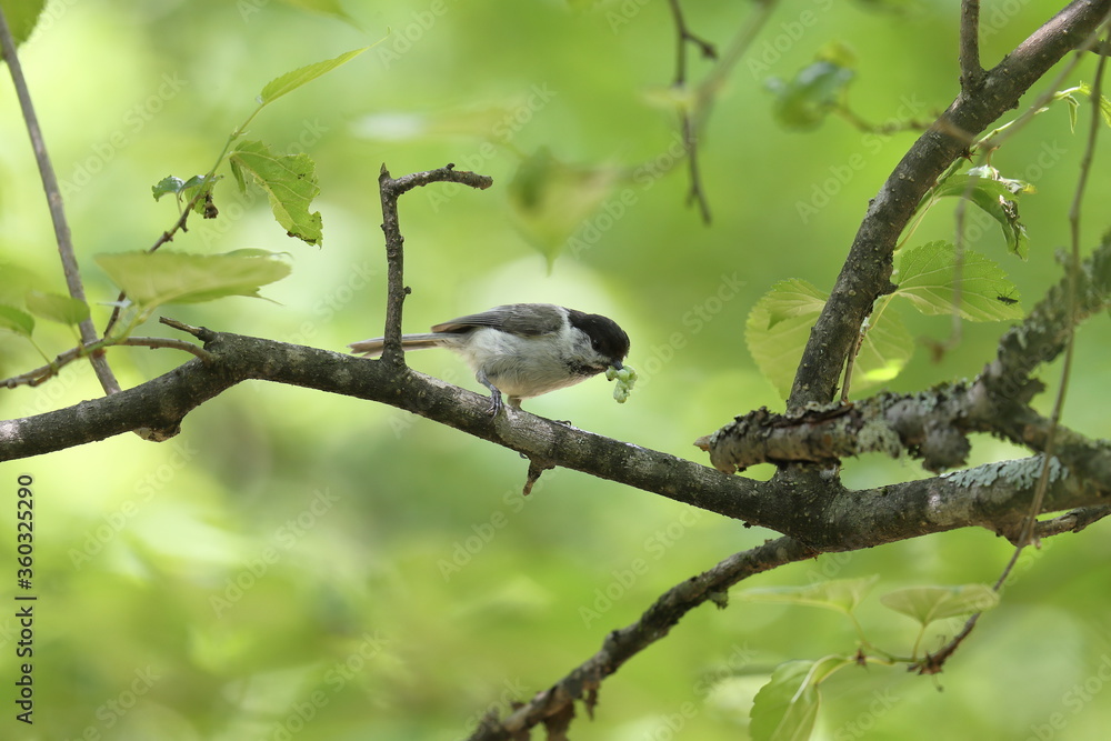Obraz premium 虫の幼虫を食べるコガラ