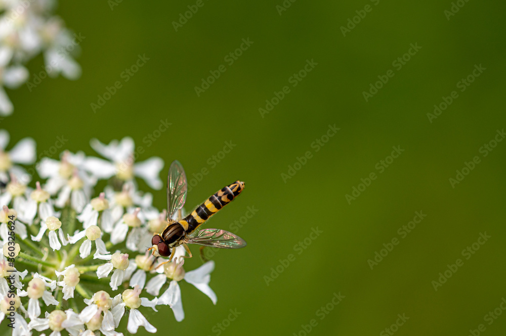 Fototapeta premium Hoverfly collecting nectar from cow parsley wild flower