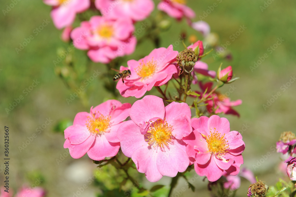 Bienenweide Rose rosa,
Bienenfreundliche Beetrose
Bienenweide Rose rosa,
Bienenfreundliche Beetrose
