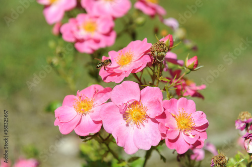 Bienenweide Rose rosa,
Bienenfreundliche Beetrose
