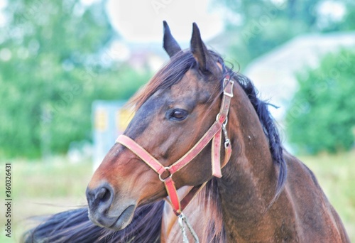 close up of a horse