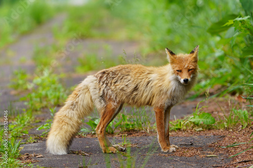 キタキツネ