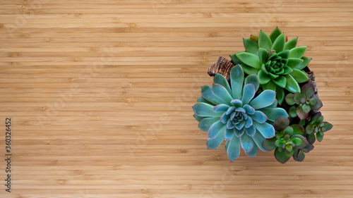 Flat lay banner copy space of green fresh succulents flowers on wooden background. Urban jungle interior concept