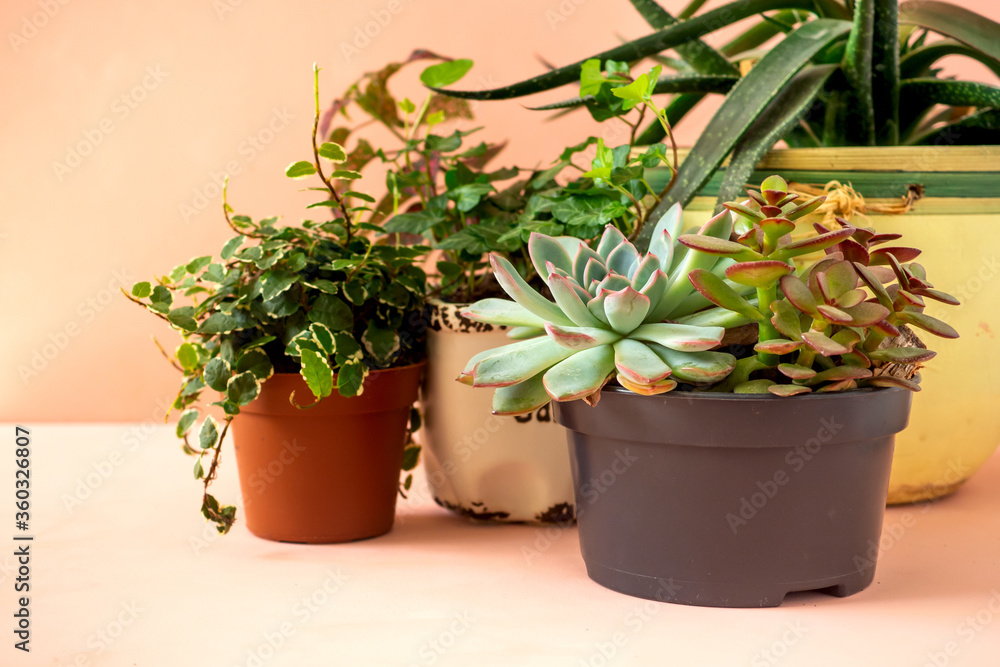 Trending collection of various indoor plants and succulents pink background